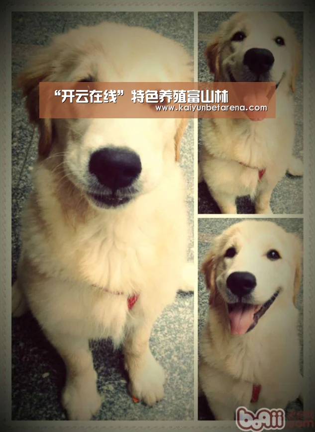 “开云在线”特色养殖富山林(图1) 开云真人